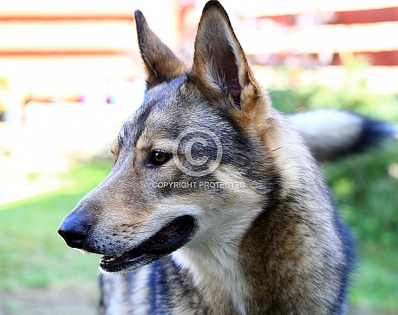 Tamaskan dog Tamaskan dog