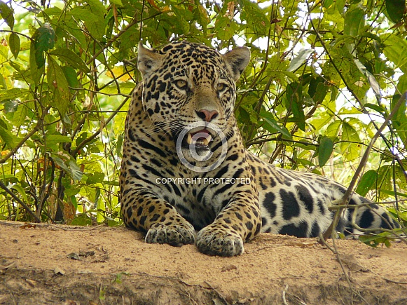 Jaguar