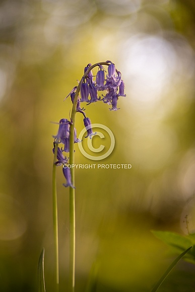 Bluebells
