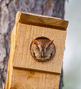 Wild eastern screech owl - Megascops asio - red rufous phase morph looking peeking out of homemade nesting box house towards camera