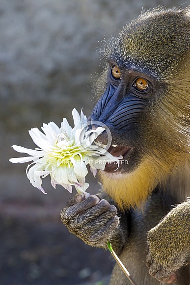 Mandrill (Mandrillus sphinx) Mandrill (Mandrillus sphinx)