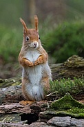 Red Squirrel in a forest