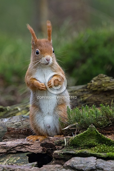 Red Squirrel in a forest Red Squirrel in a forest