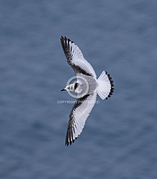 Kittiwake Kittiwake