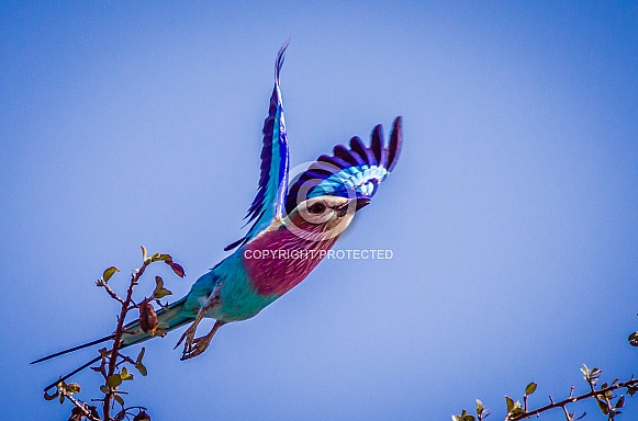 Lilac Breasted Roller Lilac Breasted Roller