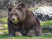 Bear sitting and eating salad