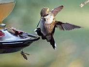 Ruby-throated Hummingbird