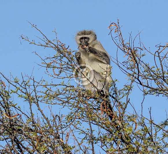 Vervet Monkey