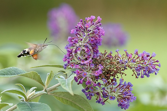 Hummingbird hawk-moth