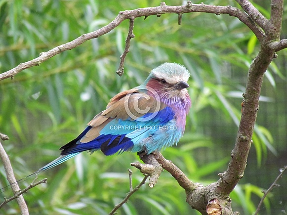 Lilac Breasted Roller Lilac Breasted Roller