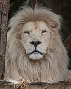 African White Lion