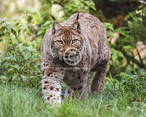Lynx walking