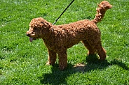 mini labradoodle