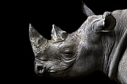Black Rhino Side Profile Head Shot