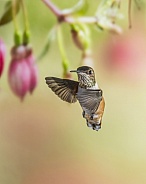 Immature Male Rufous Hummingbird in Flight