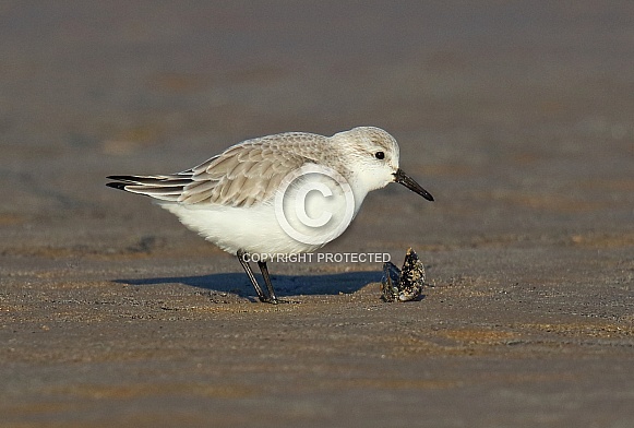 Sanderling