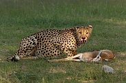 Cheetah with kill