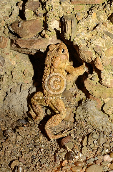 American Toad American Toad