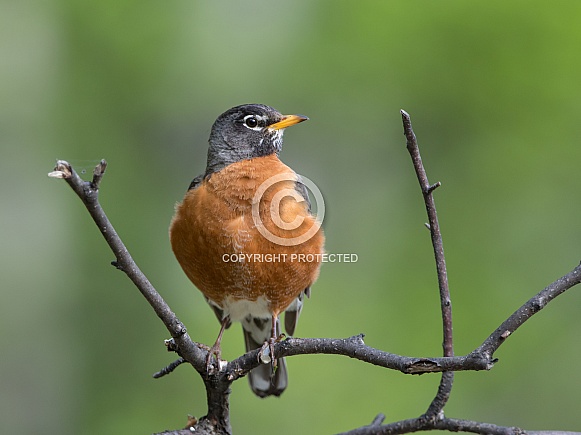 American Robin in Alaska