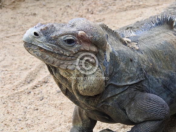 Rhinoceros Iguana