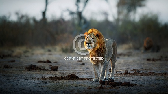 African lion portrait