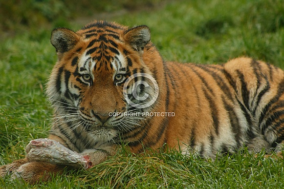 Amur Tiger Lying With Food Facing Camera