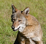 Red Wolf