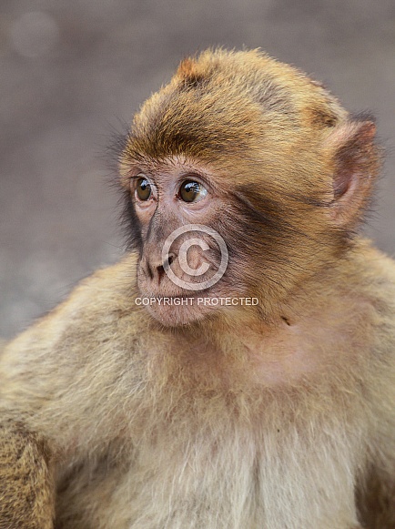 Barbary macaque