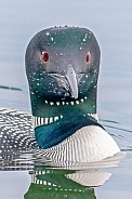 Common Loon (Gavia immer)