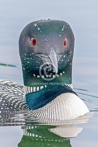 Common Loon (Gavia immer) Common Loon (Gavia immer)