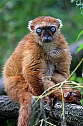 Blue-eyed black lemur (Eulemur flavifrons)