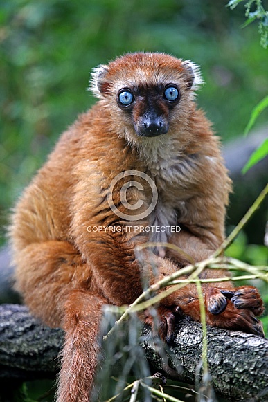 Blue-eyed black lemur (Eulemur flavifrons)