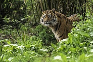 Sumatran Tiger Looking Out From Foliage