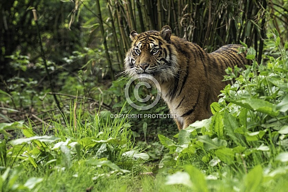 Sumatran Tiger Looking Out From Foliage