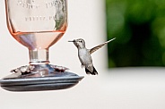Anna's Hummingbird in flight