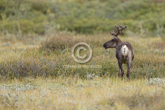 The reindeer or caribou (Rangifer tarandus) The reindeer or caribou (Rangifer tarandus)