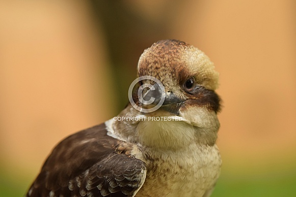Kookaburra Kookaburra