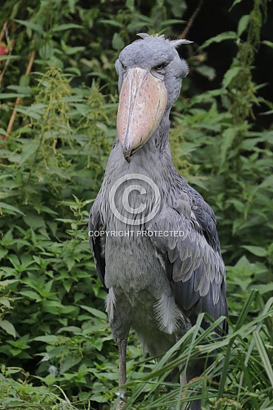 Shoebill (Balaeniceps Rex)
