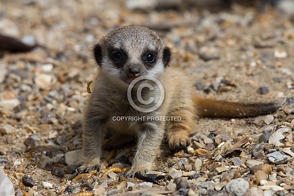 Meerkat Pup Meerkat Pup