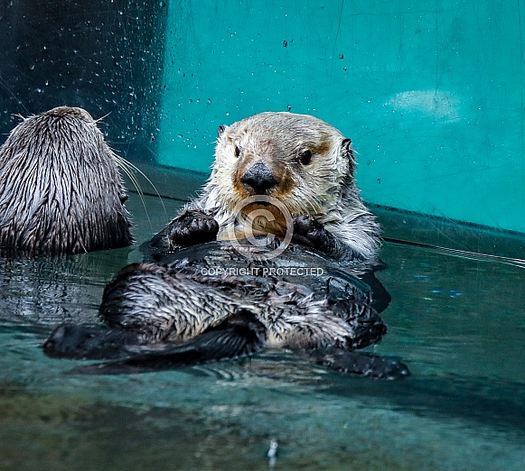 Sea Otters