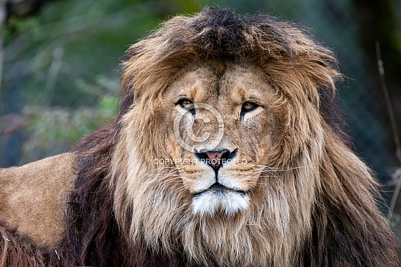 Lion Lion