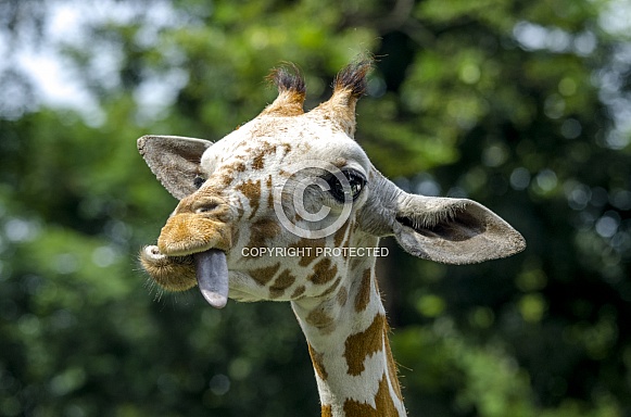 Giraffe Giraffe