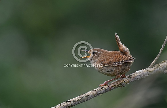 Wren