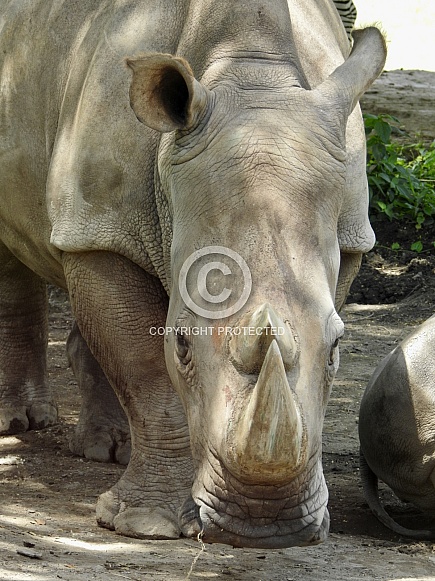 Rhino