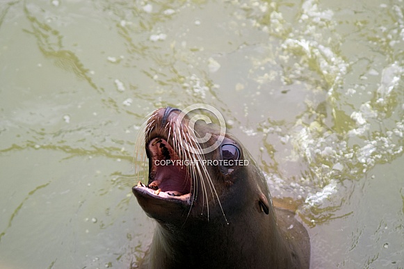 California sea lion California sea lion