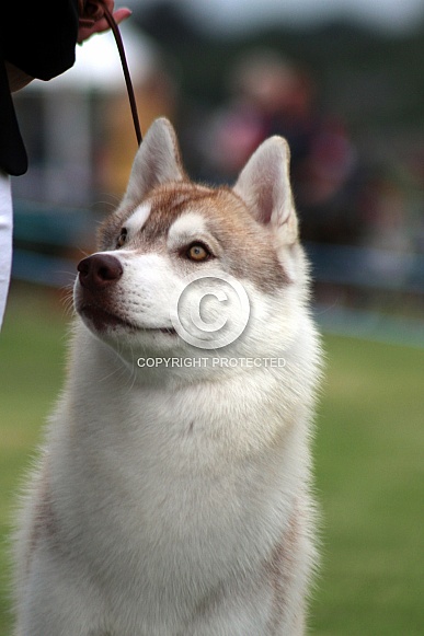 Siberian Husky