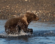 Young bear cub running through the water
