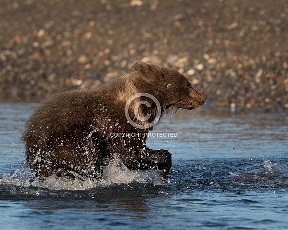 Young bear cub running through the water Young bear cub running through the water