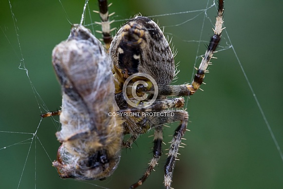 Common Garden Spider feeding on a wasp