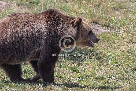 Grizzly Bear